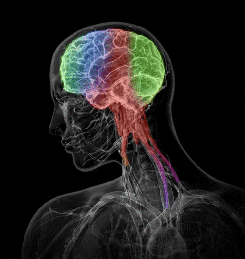 5 amazing discoveries about our brain
